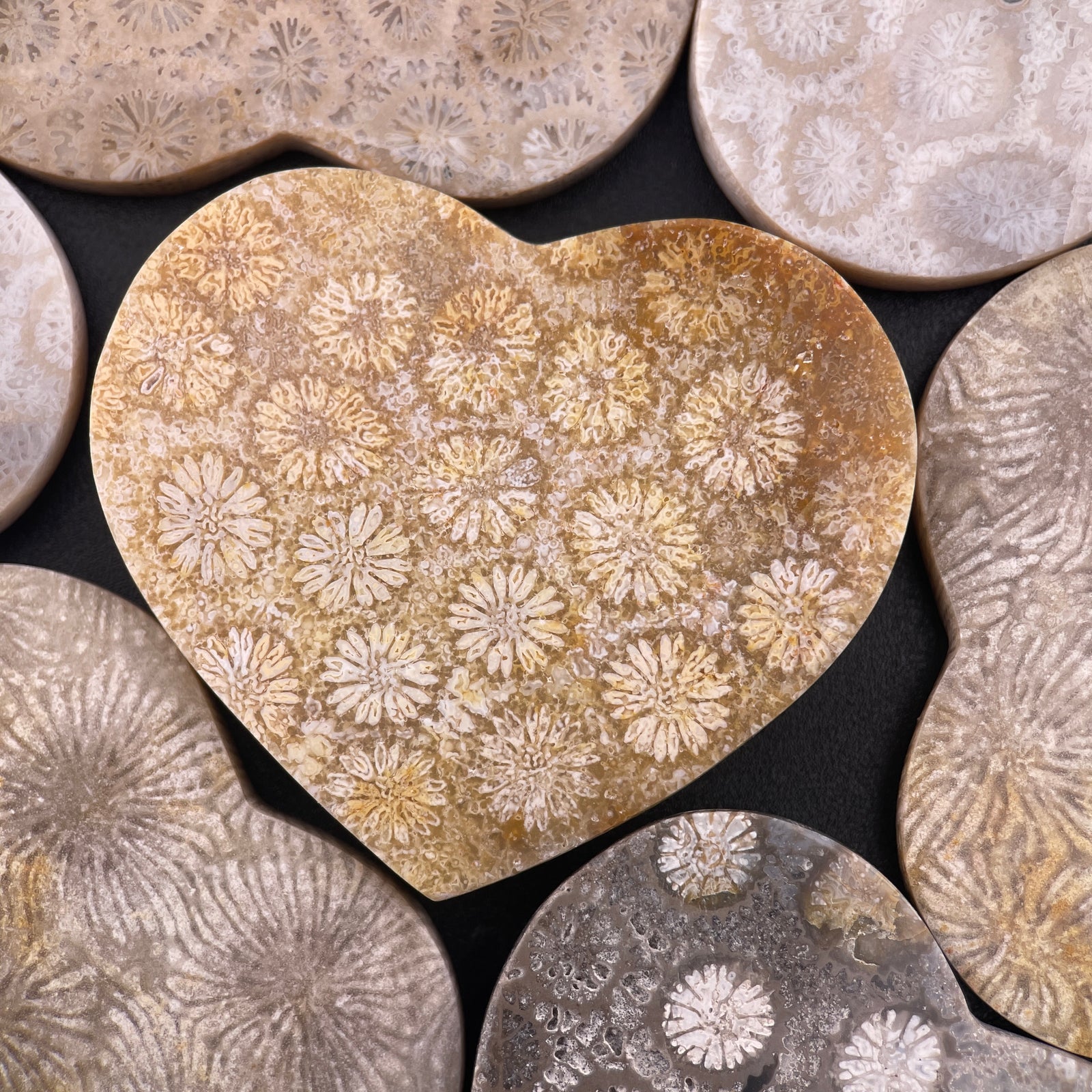 Fossilized Coral