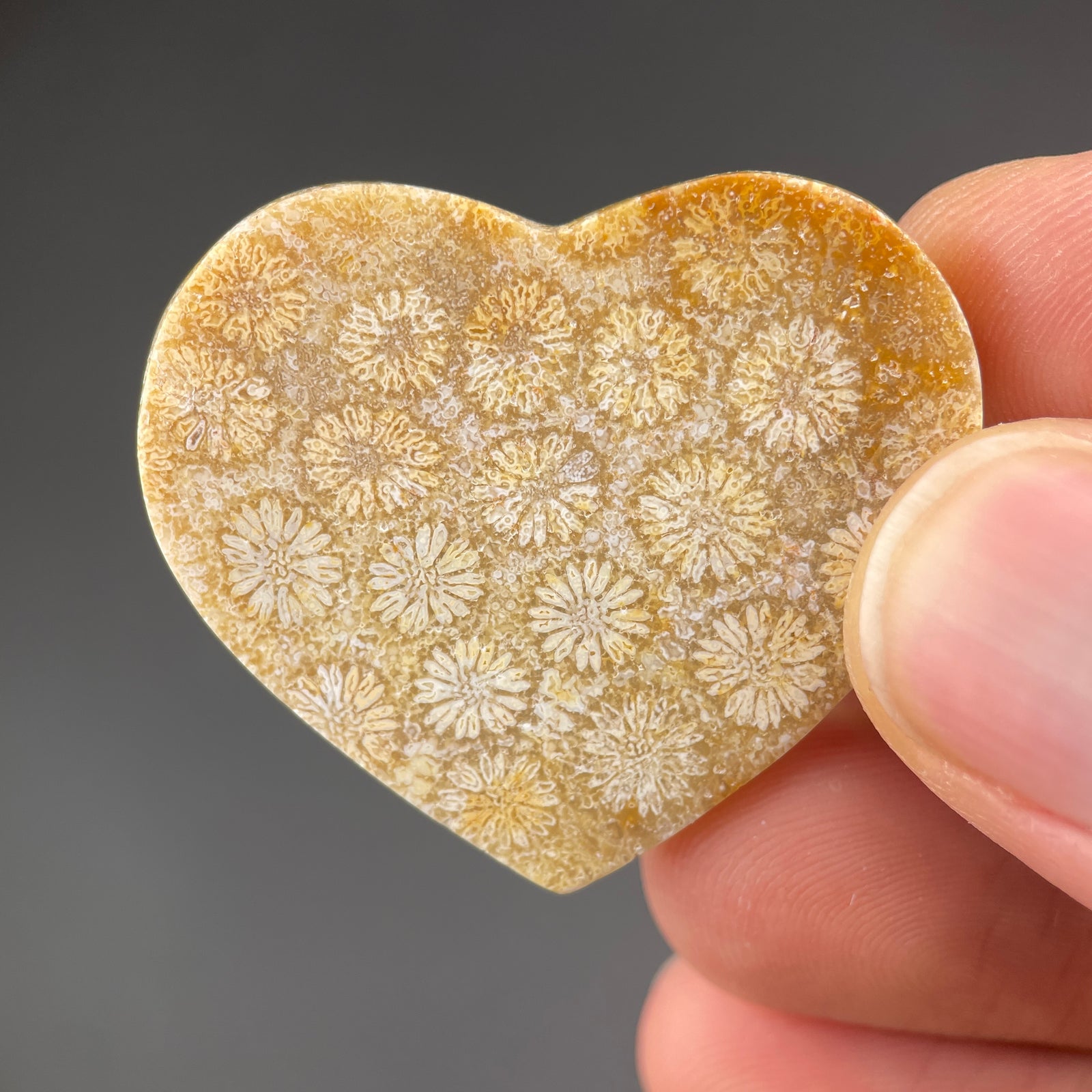Fossilized Coral