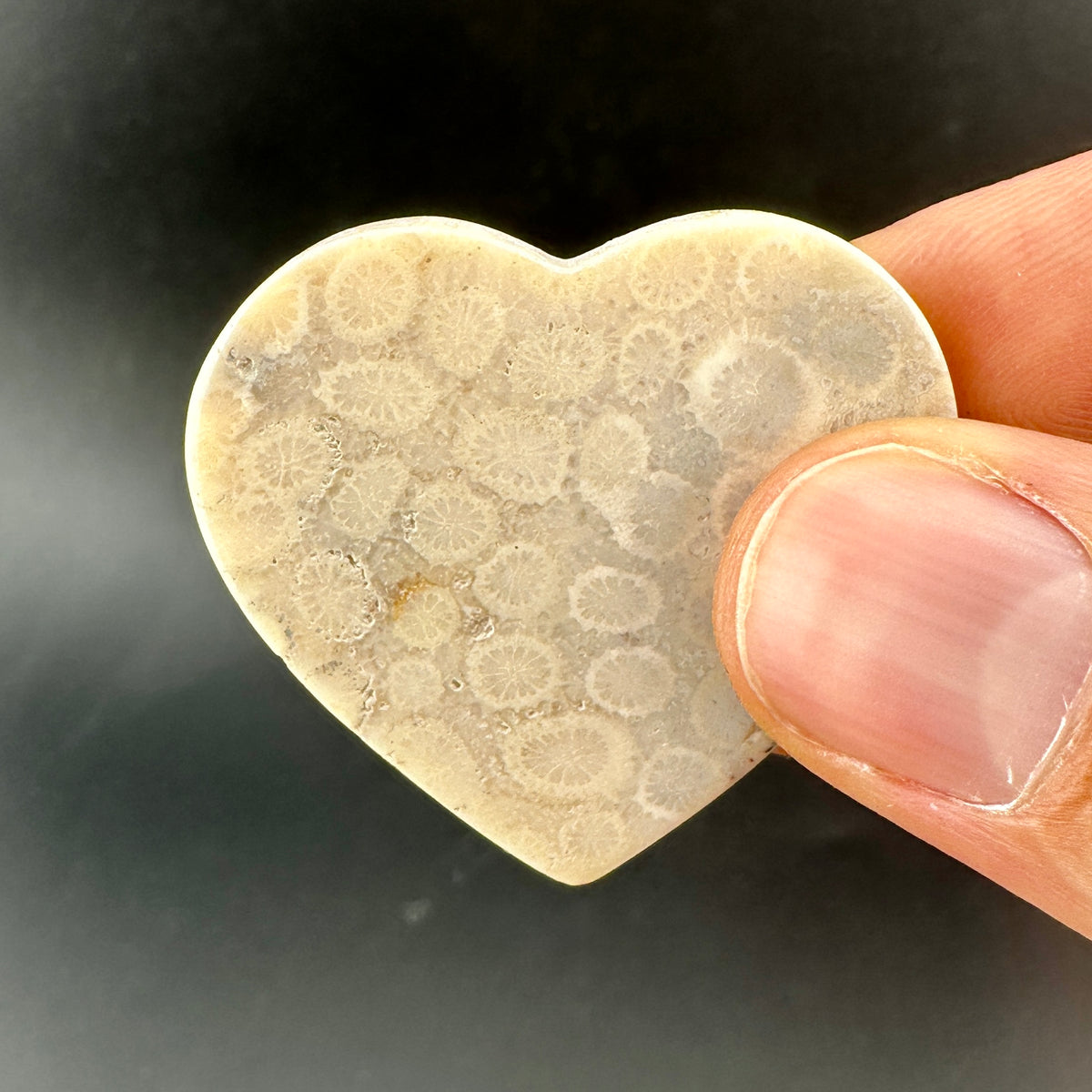 Floral Fossilized Coral