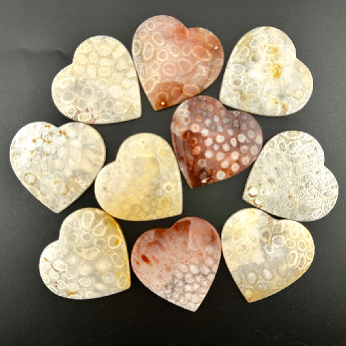 Floral Fossilized Coral
