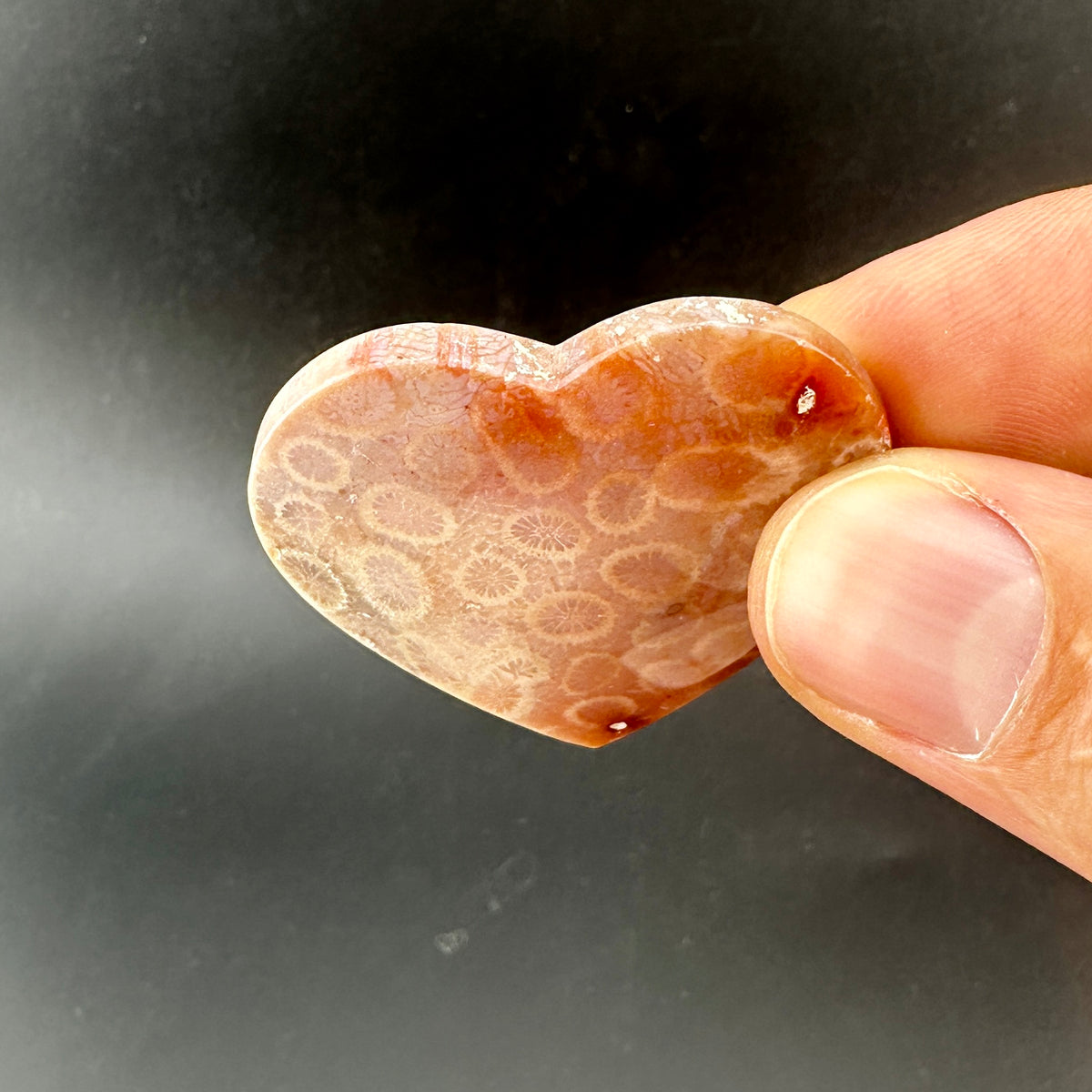 Floral Fossilized Coral