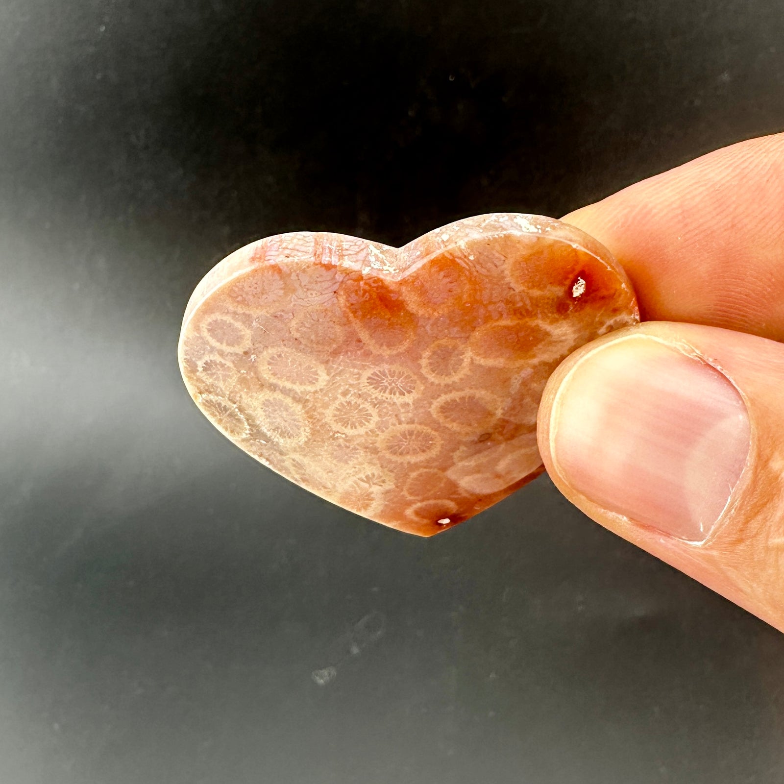 Floral Fossilized Coral