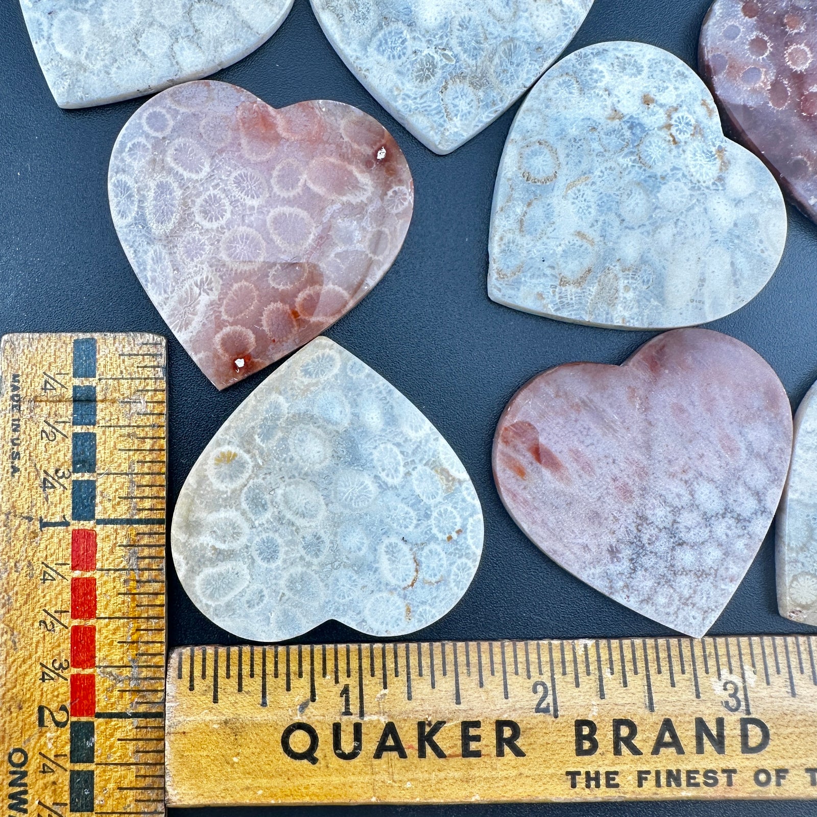 Floral Fossilized Coral