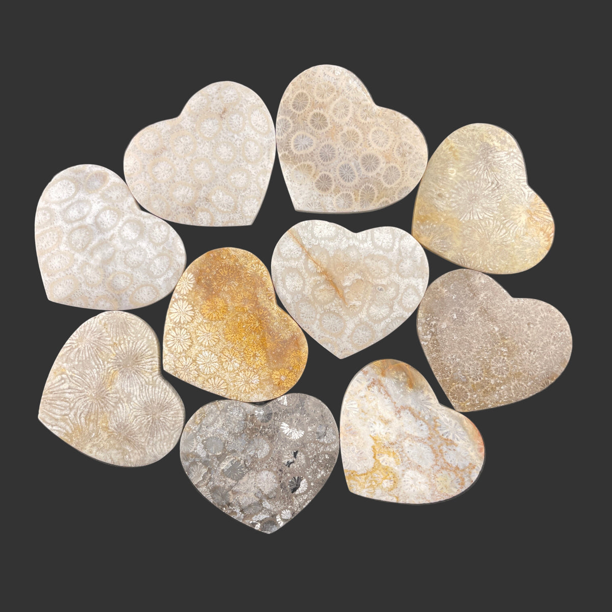 Fossilized Coral