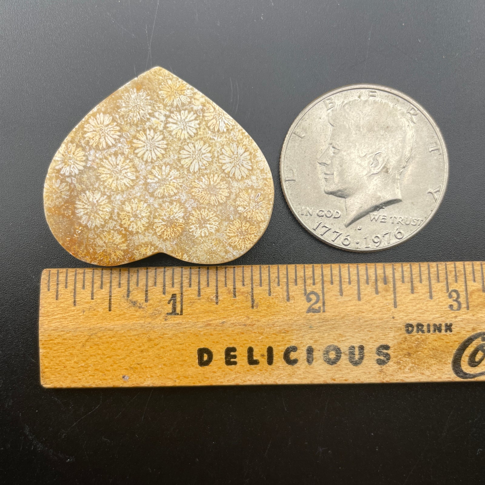 Fossilized Coral