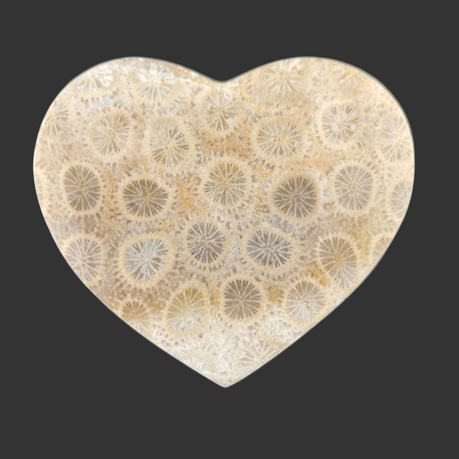Fossilized Coral