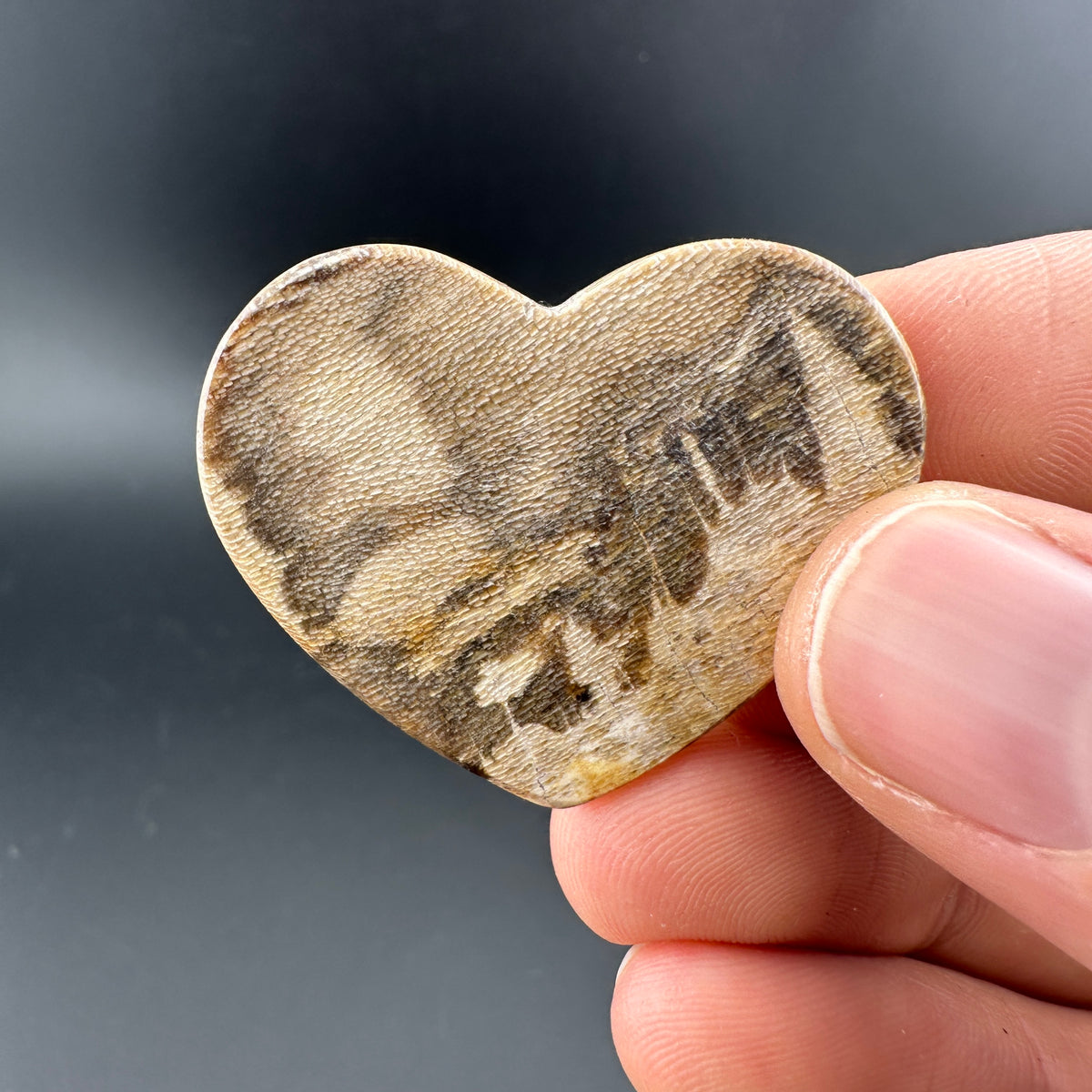 Wholesale: Limited Editions: Petrified Wood